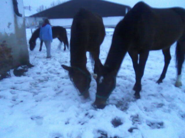 Libra a Lili v vzadu Kory.jpg